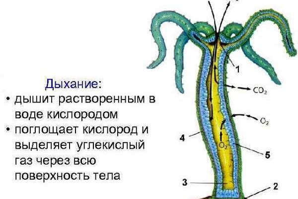 Mega тг